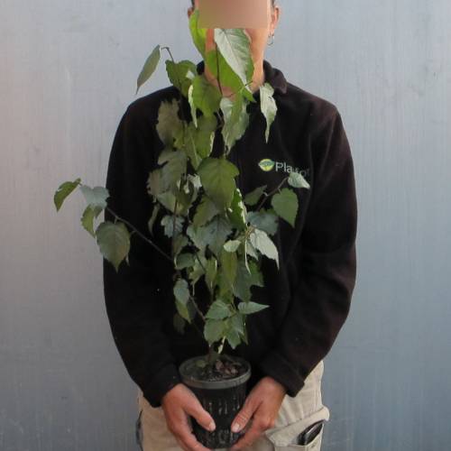 Btula americana
