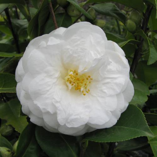 Camlia do Japo 'Le Lys'