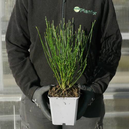 Giesta das vassouras 'Boskoop Ruby'