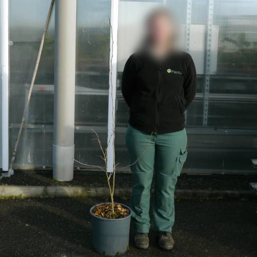 Planta proibida em Portugal-Espinheiro da virg�nia