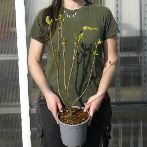 Lil�s comum lil�s