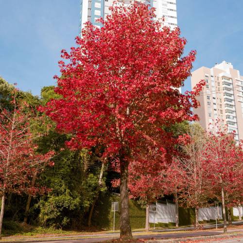 Liquidambar da Am�rica