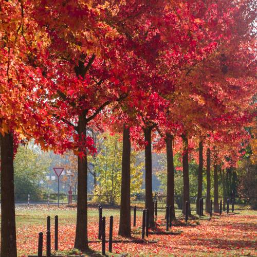 Liquidambar da Am�rica