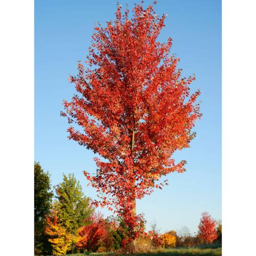 Liquidambar da Am�rica