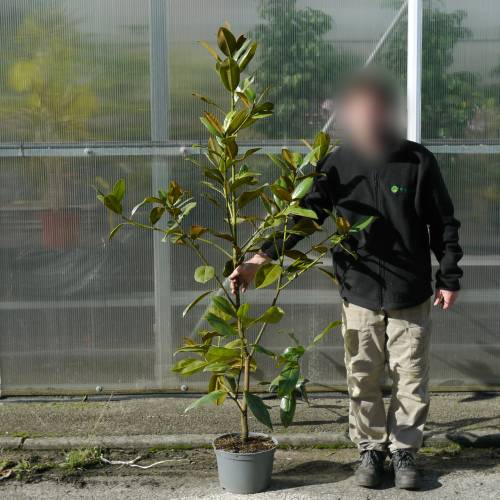 Magnlia de flores grandes