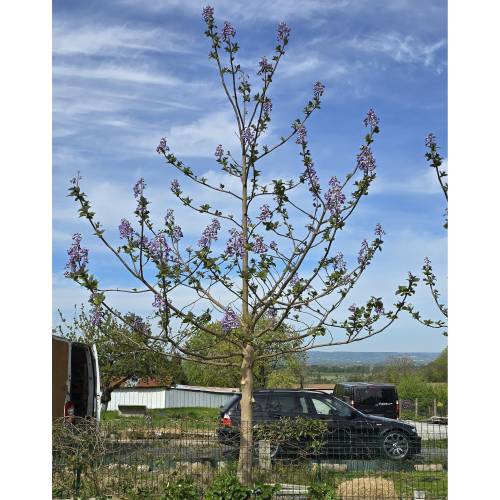 Planta proibida em Portugal-Paulownia