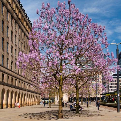 Planta proibida em Portugal-Paulownia