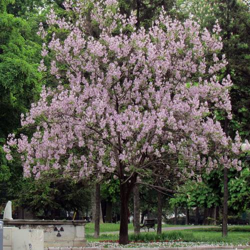 Planta proibida em Portugal-Paulownia