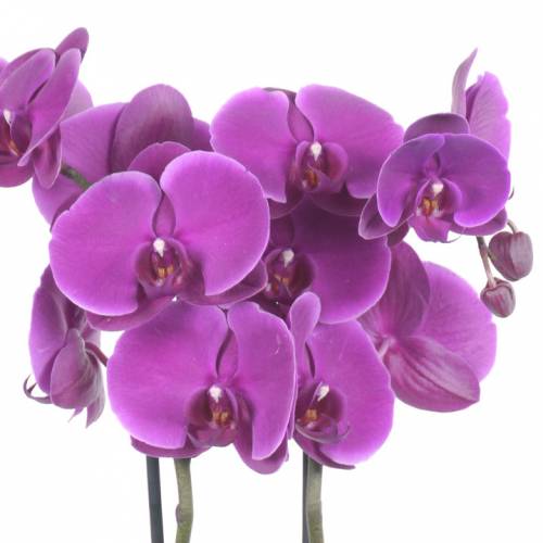 Orquídea borboleta Malva, Phalaenopsis : venda Orquídea borboleta Malva,  Phalaenopsis / Phalaenopsis Malva