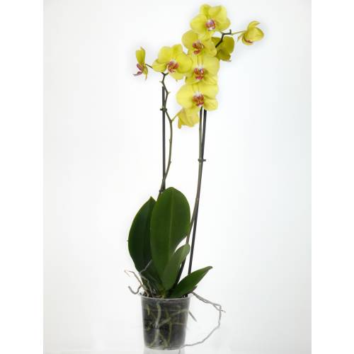 Orquídea borboleta Amarela, Phalaenopsis : venda Orquídea borboleta Amarela,  Phalaenopsis / Phalaenopsis Lutea