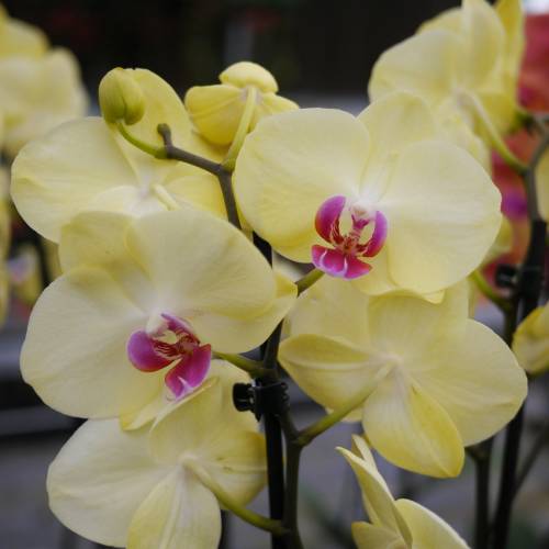 Orquídea borboleta Amarela, Phalaenopsis : venda Orquídea borboleta Amarela,  Phalaenopsis / Phalaenopsis Lutea