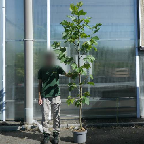 Pl�tano h�brido