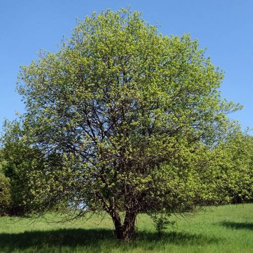 Salgueiro