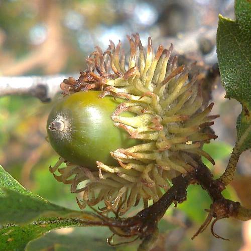 Carvalho da Turquia Trufeiro - Tuber Melanosporum