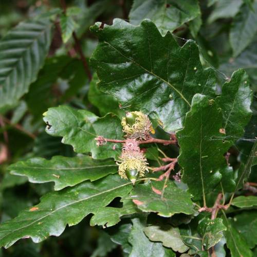 Carvalho da Turquia Trufeiro - Tuber Melanosporum