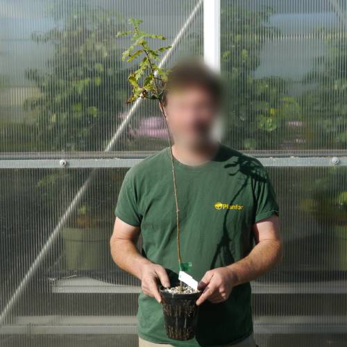 Carvalho da Turquia Trufeiro - Tuber Melanosporum