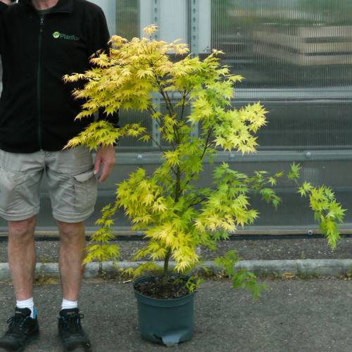 Bordo do Jap�o 'Orange Dream'