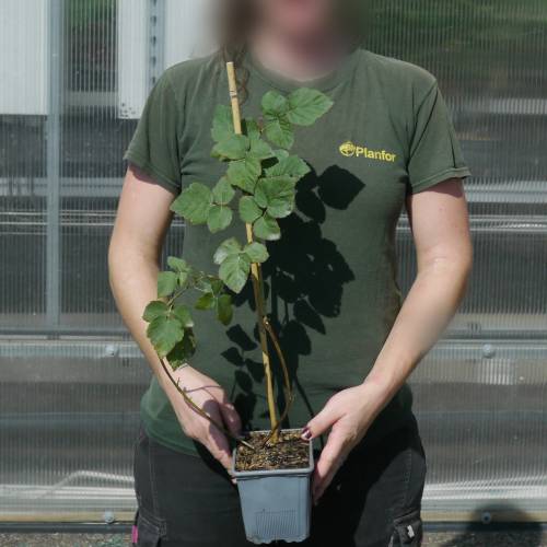 Amora-Framboesa Tayberry