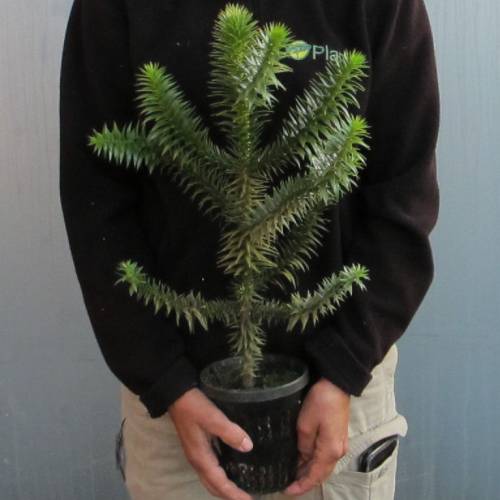 Araucria chilena