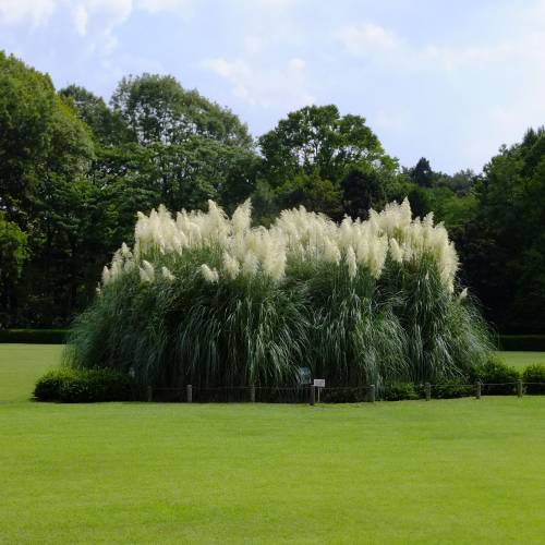 Planta proibida em Portugal-Capim dos Pampas