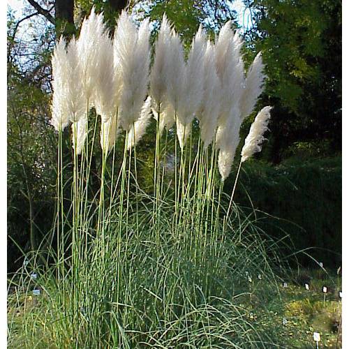 Planta proibida em Portugal-Capim dos Pampas