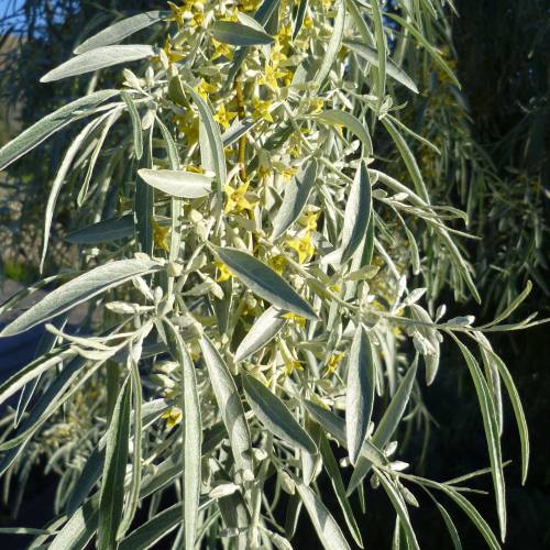 Elaeagnus angustifolia