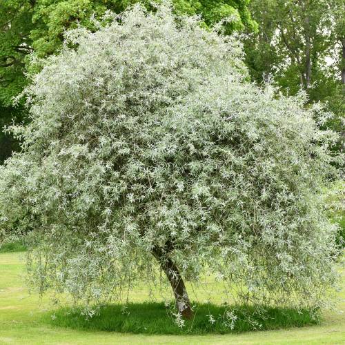 Elaeagnus angustifolia