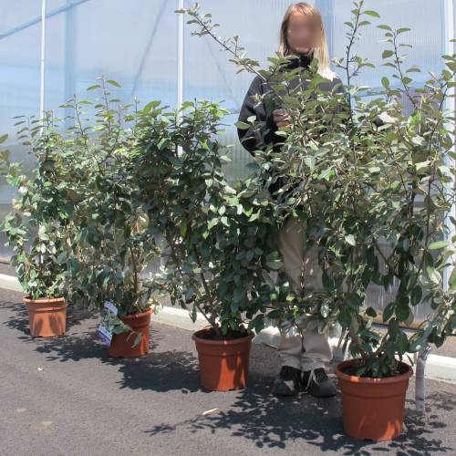 Eleagnus ebbingei