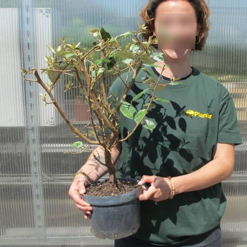 Eleagnus ebbingei