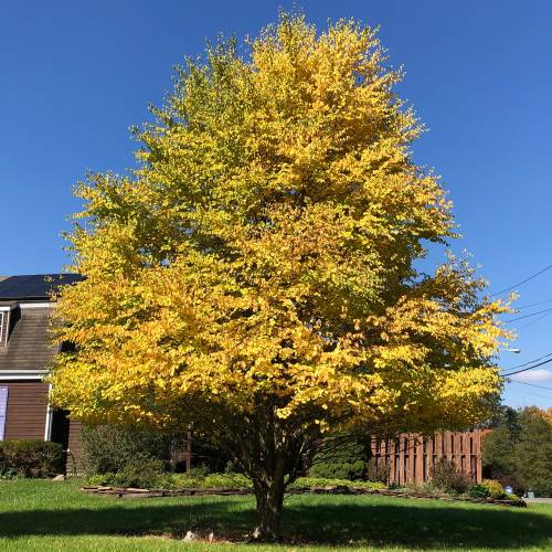 Cercidiphyllum  japonicum