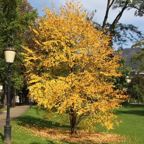 Cercidiphyllum  japonicum