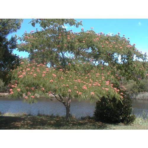 Planta proibida em Portugal- Albzia 'Ombrella'