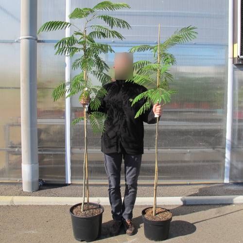 Planta proibida em Portugal- Alb�zia 'Ombrella'