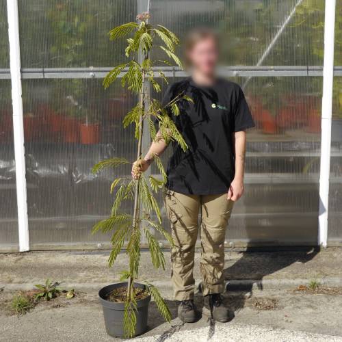 Planta proibida em Portugal- Albzia 'Ombrella'