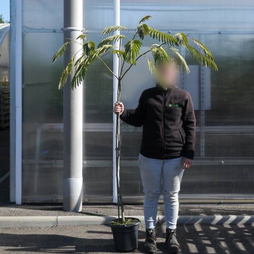 Planta proibida em Portugal- Albzia 'Ombrella'