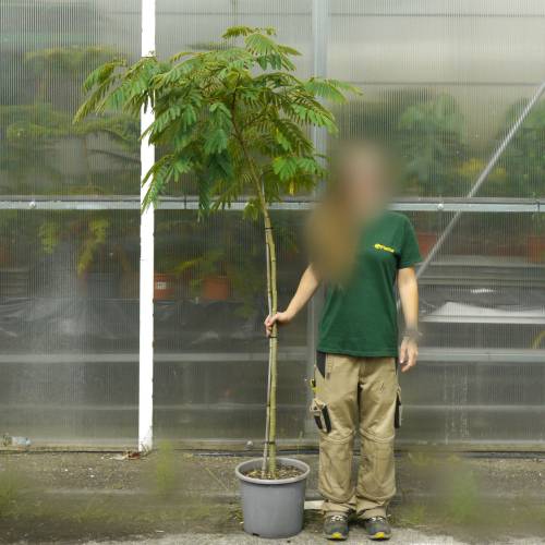 Planta proibida em Portugal- Alb�zia 'Ombrella'