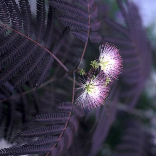 Planta proibida em Portugal-Albizia