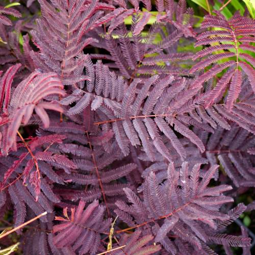 Planta proibida em Portugal-Albizia