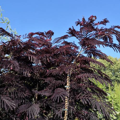 Planta proibida em Portugal-Albizia