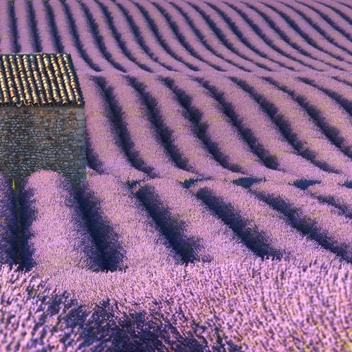 Lavanda