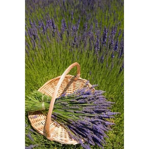 Lavanda 'Grosso'