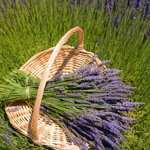 Lavanda 'Grosso'