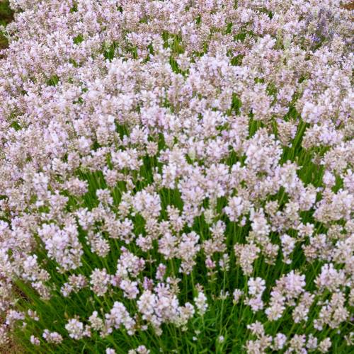 Lavanda Rosa