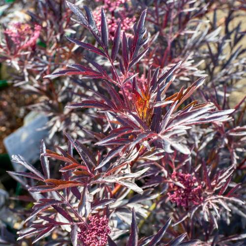 Sabugueiro negro 'Black Lace'