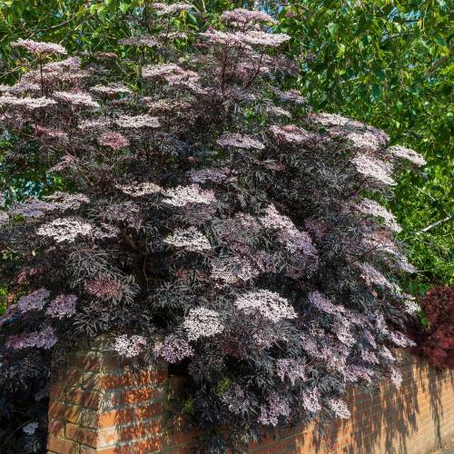 Sabugueiro negro 'Black Lace'