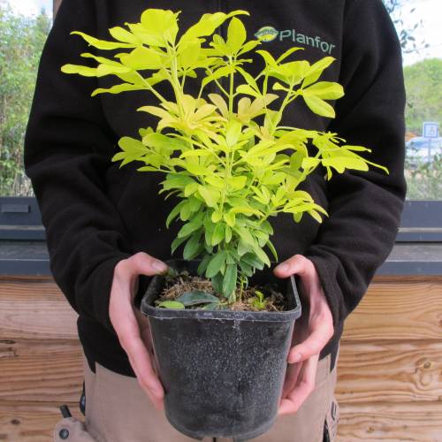 Laranjeira do Mxico dourada