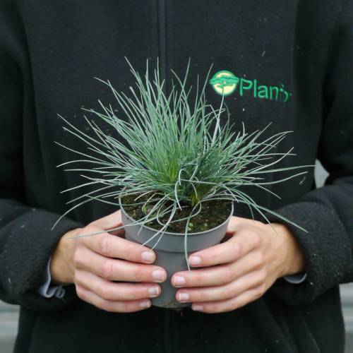 Festuca glauca 'Elijah Blue'