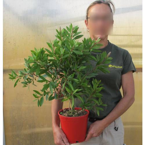 Escovilho 'Laevis'