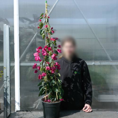 Buganv�lia rosa