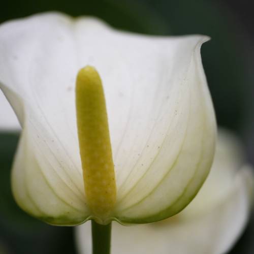 Antrio de flores brancas